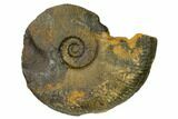 Iron Replaced Ammonite Fossil - Boulemane, Morocco #164480-1
